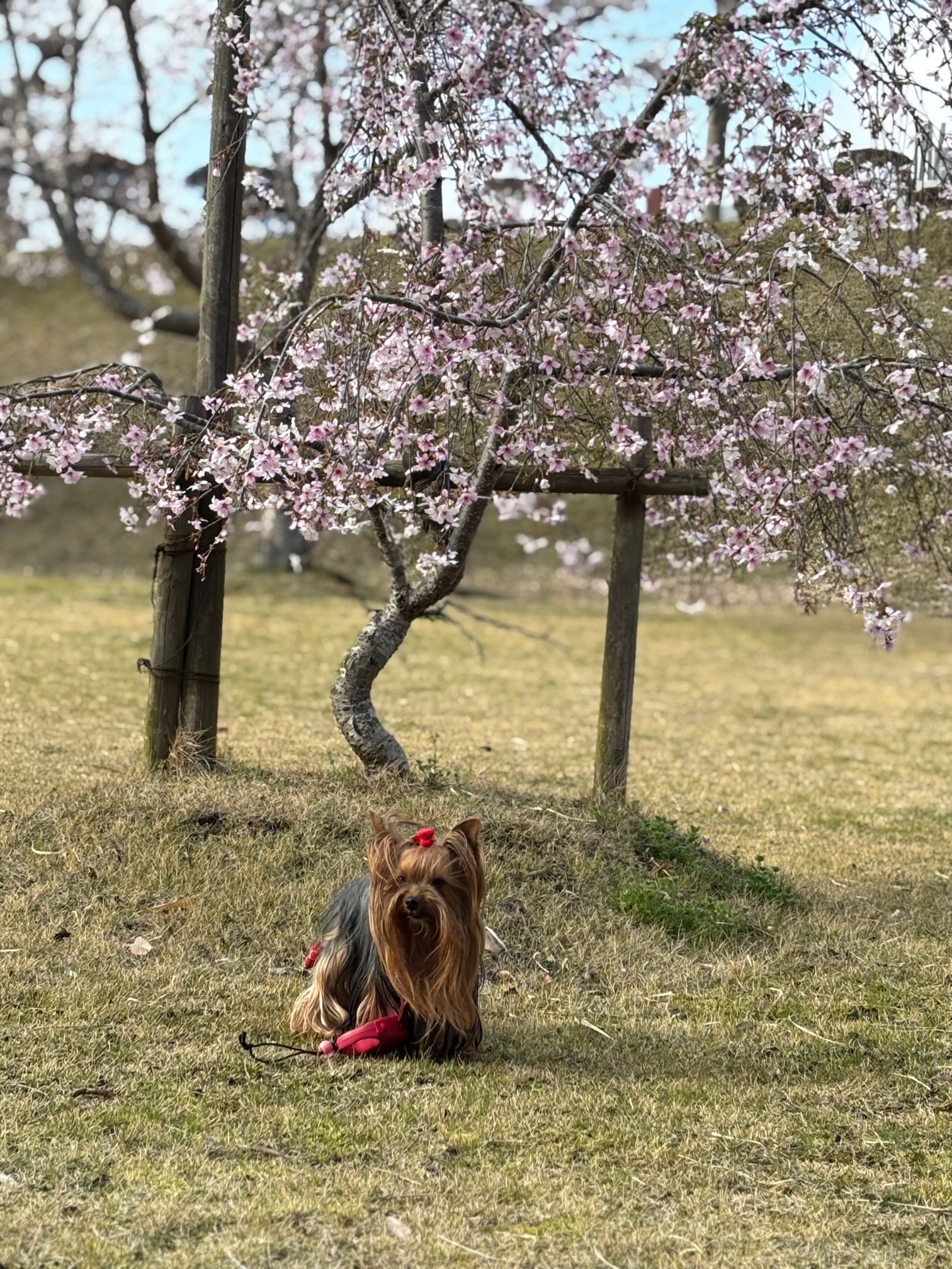 お出かけシーズンになりました