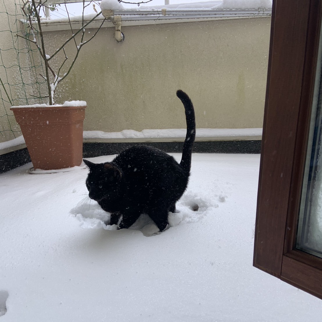 雪が降りましたね⛄