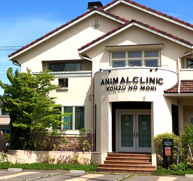 公津の杜動物病院